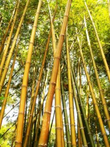 Asia Bamboo Bamboo Trees 216611