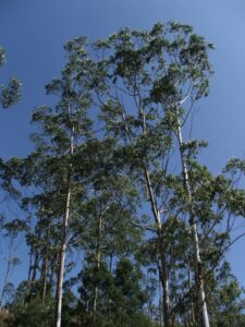 Eucalyptus Trees