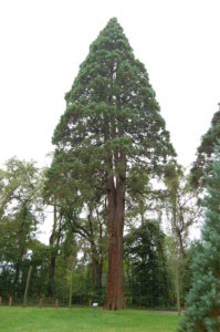 Sequoia Tree 199x300