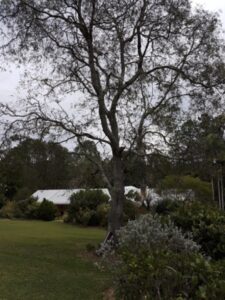 Black Wattle Tree