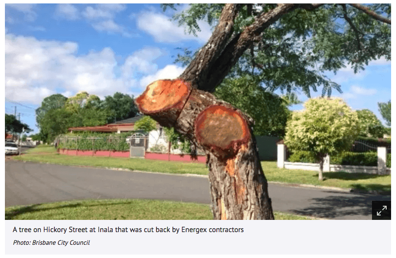 Badly Pruned Tree Hickory Street Inala Brisbane