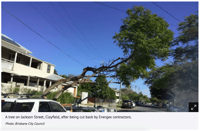 Badly Pruned Tree Jackson Street Clayfield Brisbane