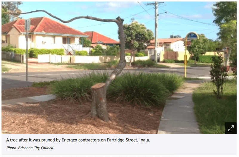 Badly Pruned Tree Partridge Street Inala Brisbane