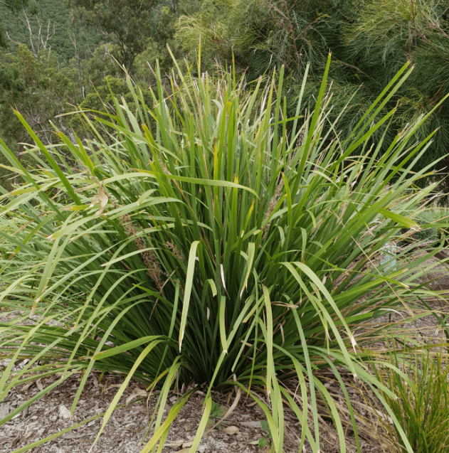 Lomandra Longifolia