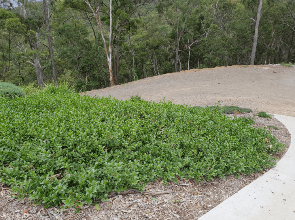 Mangrove Boobialla Myoporum Boninense Subsp. Australe 1024x764