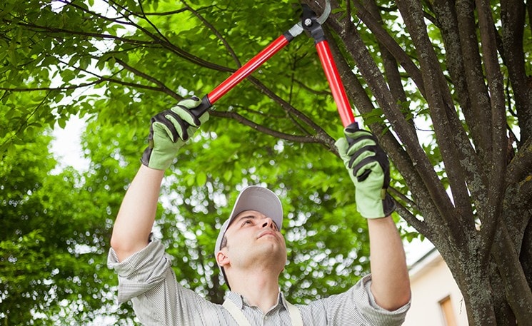 Tree Pruning
