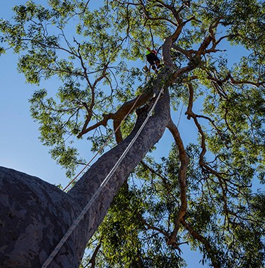 Tree Removal 1