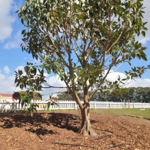 Tree Planting Watering Or Irrigation