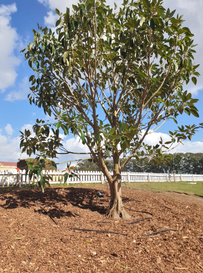 Tree Planting Watering Or Irrigation