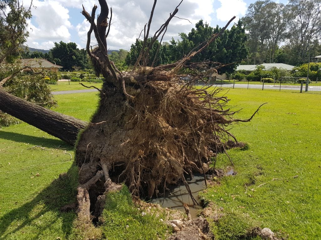 Tree Failure Roots Compromised 1024x768