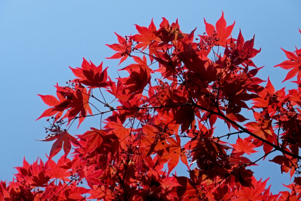 Maple Tree G8d19afc6d 1920 1024x683