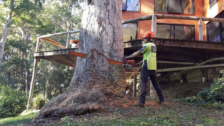 Tree Services Brisbane - Tree Removals, Stump Grinding, Lopping & Pruning
