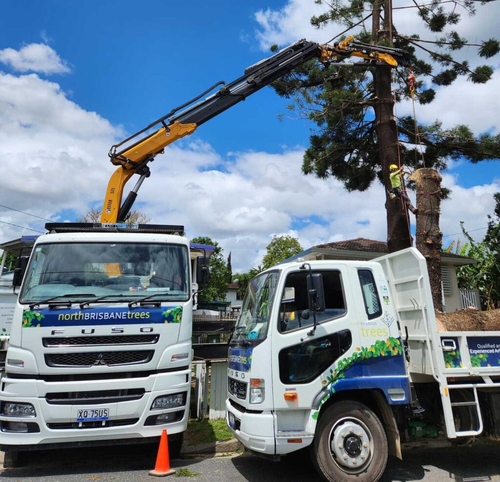 Photo 10 Crane 2 Trucks Hoop Pine