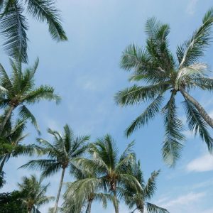 View Coconut Tree