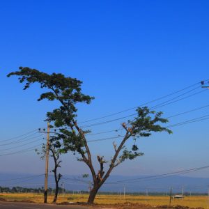 Blog 267
